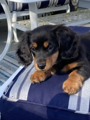 Fekete cser törpe tacskó 