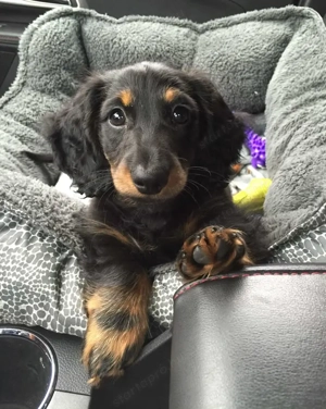 Fekete cser törpe tacskó  - kép 2