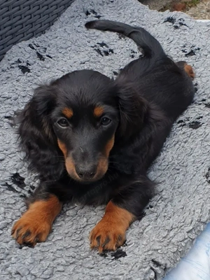 Fekete cser törpe tacskó  - kép 3