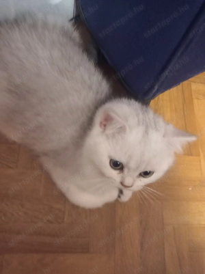 Csincsilla brit kandúr eladó.