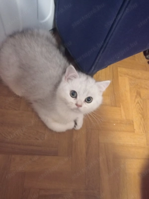 Csincsilla brit kandúr eladó. - kép 2