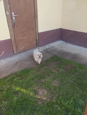 Felnőtt Yörkshire terrier - kép 2