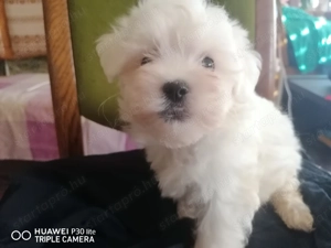 Bichon kevencnek elviheto!