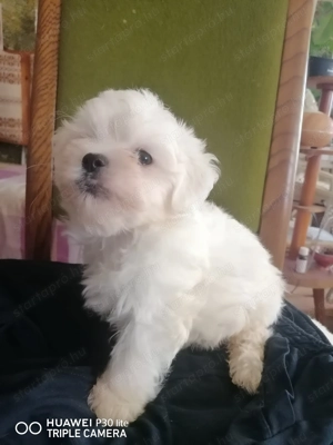 Bichon kevencnek elviheto! - kép 2