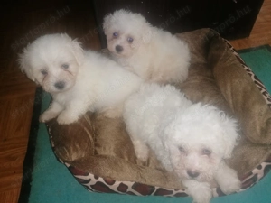 Bichon kevencnek elviheto! - kép 4
