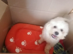 Bichon kevencnek elviheto! - kép 3