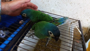 Vöröshátú Arák 2025-Ös Fiókak Kézzel Nevelt Szelíd - kép 2