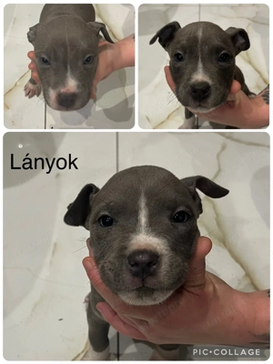 Pitbull kiskutyák - kép 2