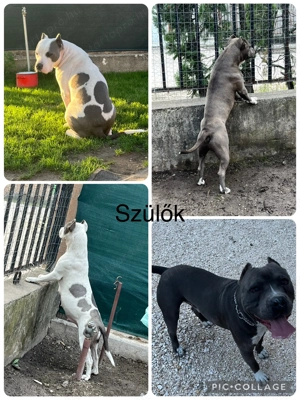 Pitbull kiskutyák - kép 3