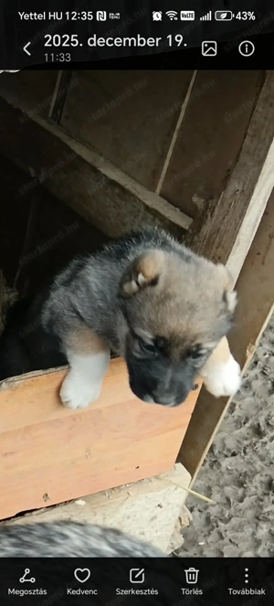 Elado kaukazusi kölykök  - kép 2