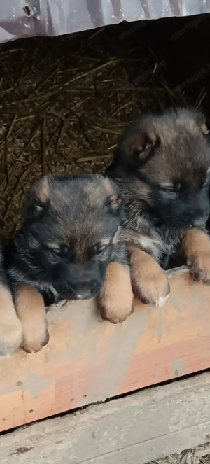Elado kaukazusi kölykök  - kép 3