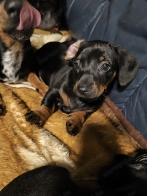 Tacsi keverék eladó - kép 2