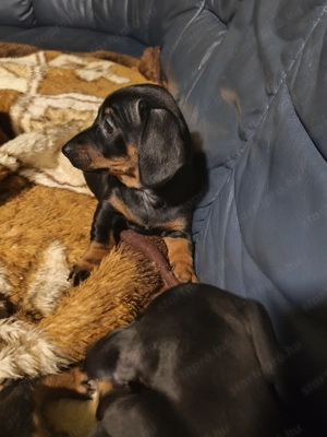 Tacsi keverék eladó - kép 3