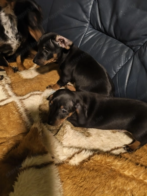 Tacsi keverék eladó - kép 4