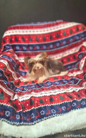 6 hónapos extra toy bíró yorki kisfiú. - kép 5