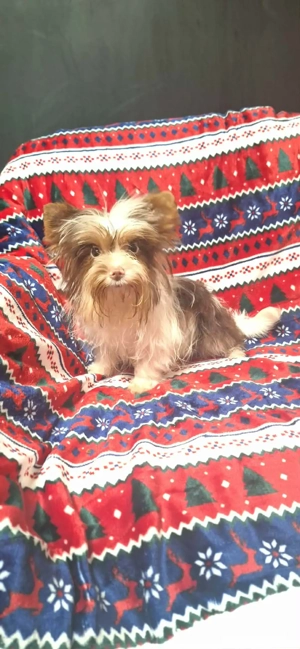 6 hónapos extra toy bíró yorki kisfiú. - kép 4