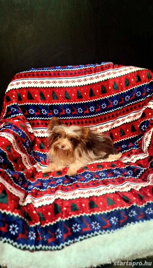 6 hónapos extra toy bíró yorki kisfiú. - kép 3