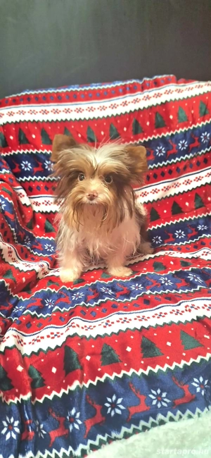 6 hónapos extra toy bíró yorki kisfiú.