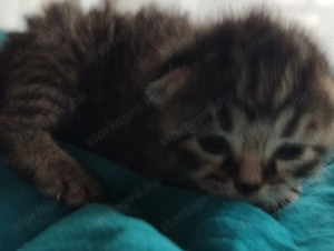 Brit cicusok - kép 3