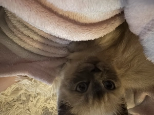 Brit fiú cica gazdira vár - kép 2