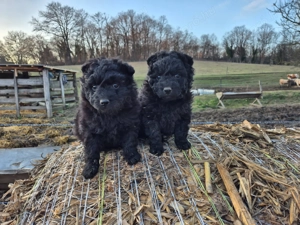 Mudi kiskutyák eladók - kép 2