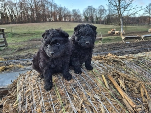 Mudi kiskutyák eladók - kép 5