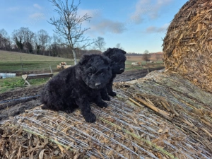 Mudi kiskutyák eladók - kép 3