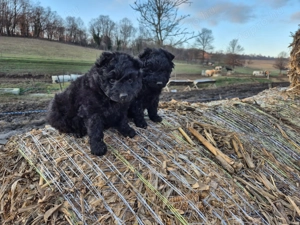Mudi kiskutyák eladók - kép 4