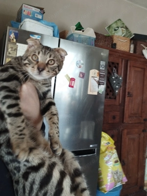 Skót lógófülű cicus - kép 3