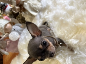 Gyönyörű nagyon mini 3 honapos Csivava kisfiú kék színben  - kép 2