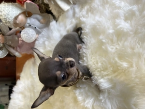 Gyönyörű nagyon mini 3 honapos Csivava kisfiú kék színben  - kép 3