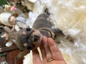 Gyönyörű nagyon mini 3 honapos Csivava kisfiú kék színben  - kép 5