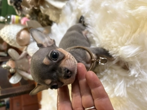 Gyönyörű nagyon mini 3 honapos Csivava kisfiú kék színben  - kép 4