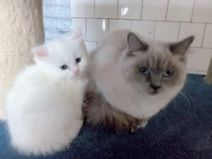 Eladók ragdoll jellegű cicák.  - kép 3