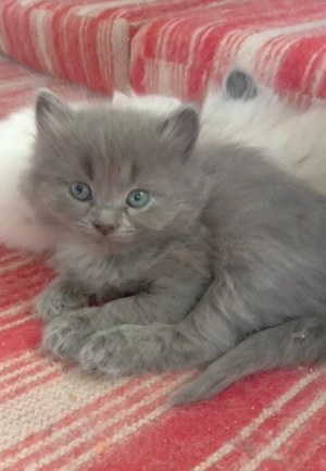 Eladók ragdoll jellegű cicák.  - kép 2