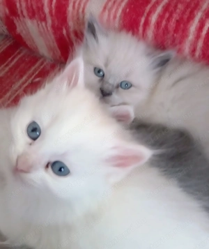 Eladók ragdoll jellegű cicák.  - kép 5