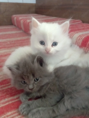 Eladók ragdoll jellegű cicák.  - kép 8