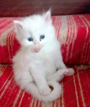 Eladók ragdoll jellegű cicák.  - kép 6