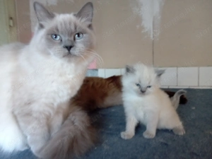 Eladók ragdoll jellegű cicák.  - kép 9