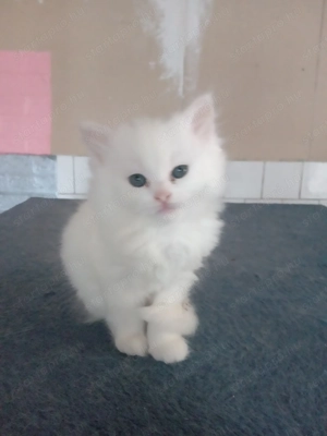 Eladók ragdoll jellegű cicák.  - kép 7