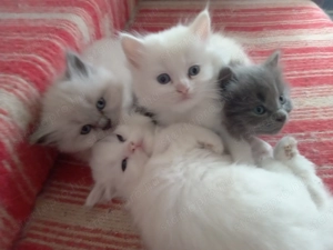 Eladók ragdoll jellegű cicák.  - kép 12