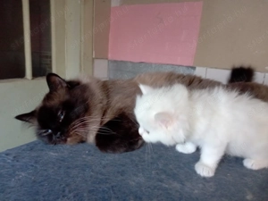 Eladók ragdoll jellegű cicák.  - kép 11