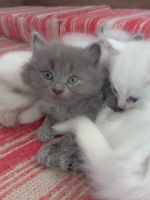 Eladók ragdoll jellegű cicák.  - kép 10