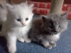 Eladók ragdoll jellegű cicák.  - kép 15