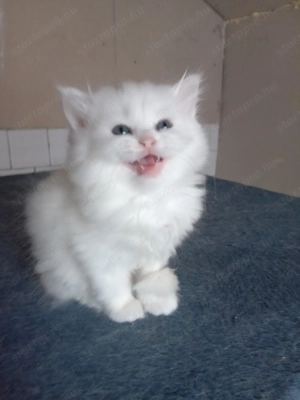 Eladók ragdoll jellegű cicák.  - kép 14