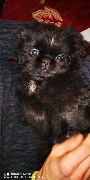 Palotapincsi kölykök  - kép 10