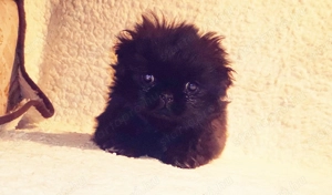 Palotapincsi kölykök  - kép 8