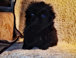 Palotapincsi kölykök  - kép 9