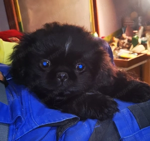 Palotapincsi kölykök  - kép 5