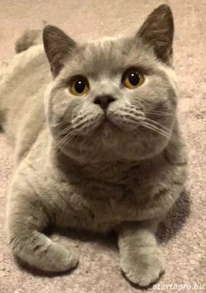 9-hónapos brit kandúr